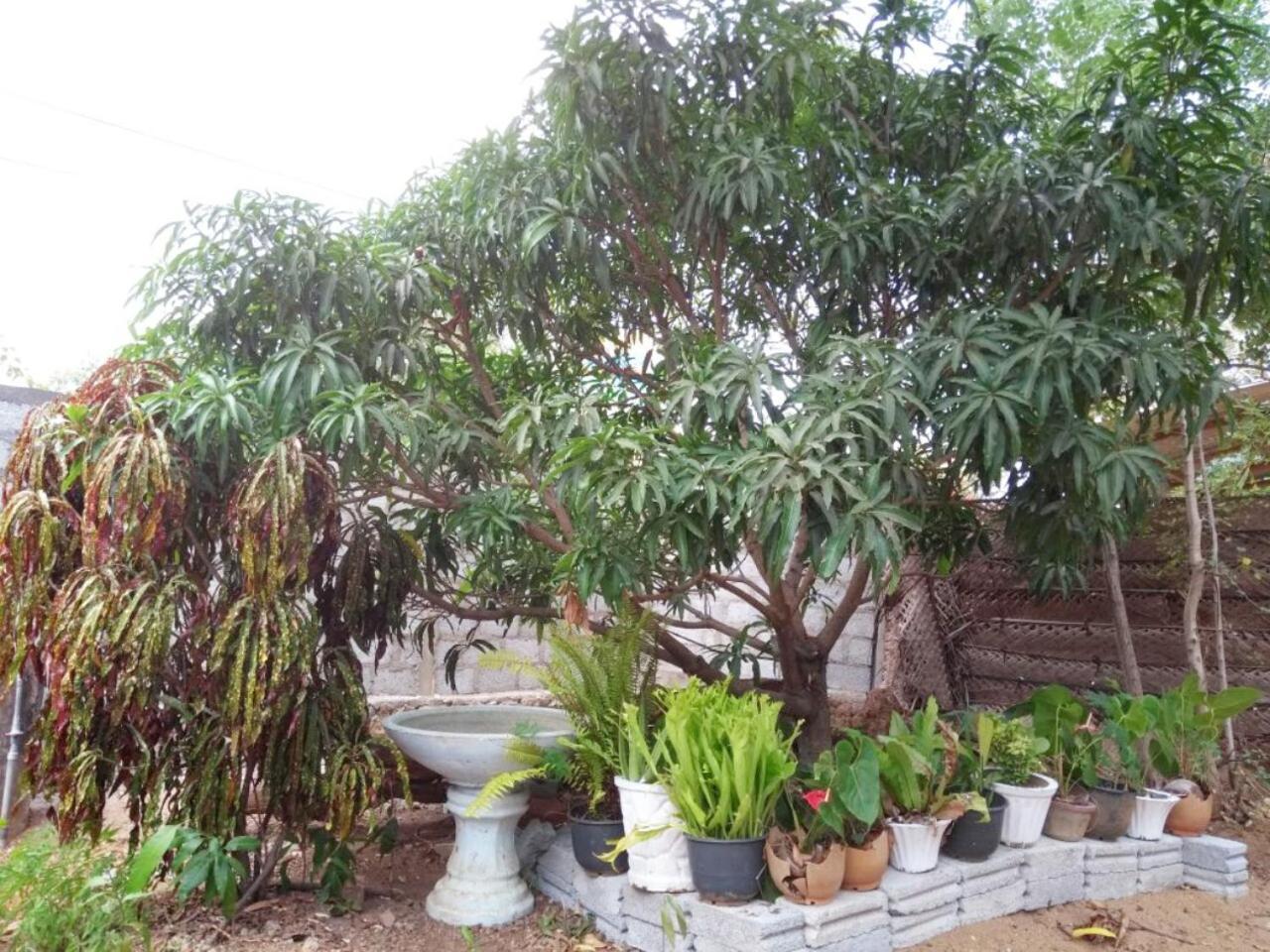 Pawansa Home Stay Habarana Exteriér fotografie